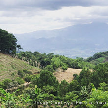 Load image into Gallery viewer, Honduran Estate Coffee (12 oz.)
